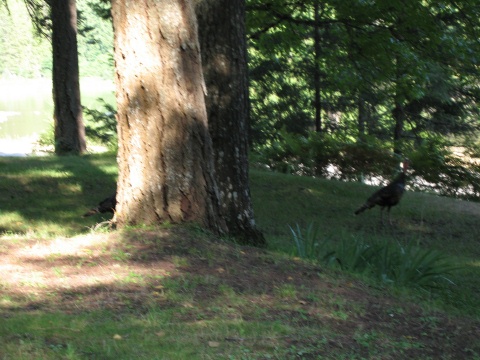 Wild turkey on front yard